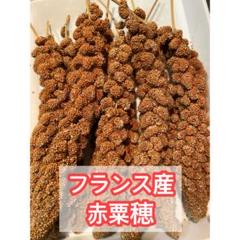 粟穂　赤粟穂　フランス産　2キロ フランス産 高級 赤粟の穂300gパック 赤粟穂 新鮮フレッシュ袋