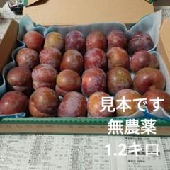 鹿児島県産　いぐりすもも　約5キロ　b 鹿児島県産 いぐりすもも 約5キロ b - メルカリ