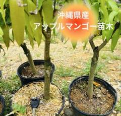 数量限定！！沖縄県産アップルマンゴー苗木　約3年もの貴重な苗木1本お送りします。 数量限定！！沖縄県産アップルマンゴー苗木 約3年もの貴重な苗木