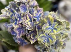 切花 紫陽花 ダズル 1本 サムライ2本 切花 紫陽花 ダズル 1本 サムライ2本 - メルカリ
