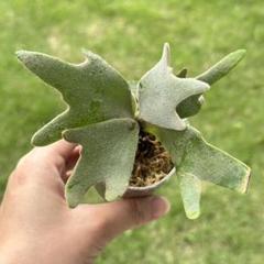 P. willinckii 'Bacteria' spore 2101 - メルカリ