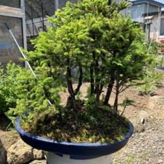 か*長様 赤蝦夷松寄せ植え15本立て 迫力が有ります か*長様 赤蝦夷松寄せ植え15本立て 迫力が有ります - メルカリ