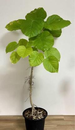フィカス・ウンベラータ 143cm S-shaped tree form8号