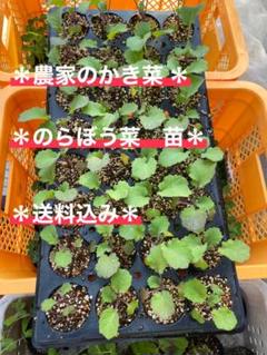 *農家のかき菜 のらぼう菜 苗*無農薬 4株