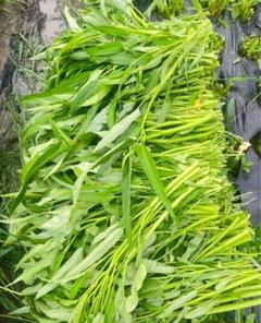 大阪産 空芯菜 1kg空芯菜300g！ 採りたて新鮮！柔らかくて