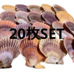 2025年最新】ヒオウギ貝 貝殻セットの人気アイテム - メルカリ