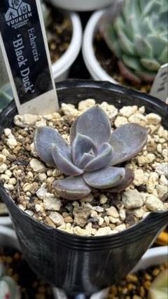 ✨桃くまちゃん✨優木園 黒札 多肉 抜き苗 寄せ植え