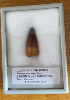 2022年最新】歯 スピノサウルスの検索結果 - メルカリ を安く買う 美品 スピノサウルス sp361 ケース付き 62.78mm モロッコ産 本物 アンティーク/コレクション