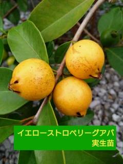 「mekomeli」花芽付き苗　とても珍しいグアバ　ストロベリーグアバ imgf2652796.jpg