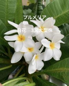 プルメリア枝苗　111 Amazon | プルメリア苗木 オブツサ・シンガポールホワイト 5号