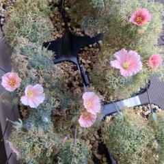 発芽確認済み　Monsonia patersonii 種子 5粒 種子】モンソニア・パターソニー サルコカウロン 3s Monsonia