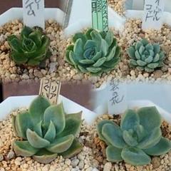ここばな庵 おらいさん ミックスベリア鉢 5ケセット