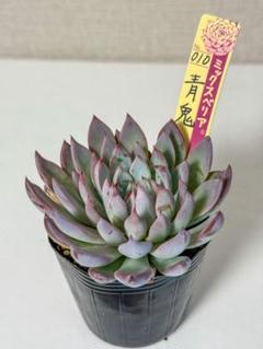 ミックスベリア　青鬼　速達　おらいさん苗 楽天市場】多肉植物 oriミックスベリア No.010 青鬼 多肉植物 お