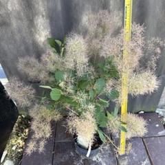 K1スモークツリー桃花高さ80cm6号鉢大苗マロンピンク K1スモークツリー桃花高さ80cm6号鉢大苗マロンピンク