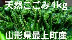 山形県最上町産天然こごみ5kg 山形県最上町産天然こごみ1kg - メルカリ