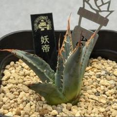 M*l様 多肉植物・アガベ 【妖帝】 エボリスピナX帝君の交雑種