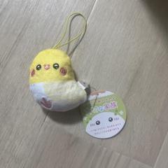 クリクリおメメの大切な家族 オカメインコ