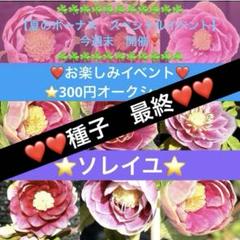 2025年最新】ソレイユ クリスマスローズの人気アイテム - メルカリ