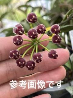 信楽焼　さや　匣鉢　花器　山野草　古陶磁 信楽焼 さや（原鉢） | 石田精華園