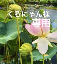 プラカゴバッグ　ppバンド