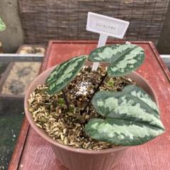 山野草 斑入り タマノカンアオイ 「雲龍錦」 最上柄 山野草 斑入り タマノカンアオイ 「雲龍錦」 最上柄