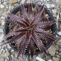 新品種 レア株 ディッキア Dyckia OTTO-SL01 - メルカリ