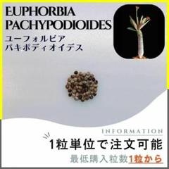 今期ラスト新鮮種子ユーフォルビアパキポディオイデス50粒 種子】ユーフォルビア パキポディオイデス /セット割あり 数量1