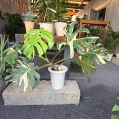 5株セット　極上斑入　モンステラ　黄斑　オーレア② 鮮やかな黄斑が入ったモンステラオーレアの斑入りの蕾 - 私の