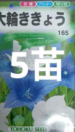 [祝^_^評価6000突破セール♫]富貴蘭　公主(濃色ピンク花の三蝶咲き種)割子 祝^_^評価6000突破セール♫]富貴蘭 竹取物語(青軸素心の超濃色