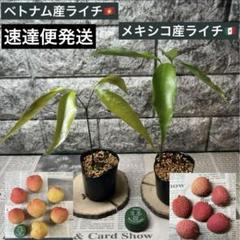 2025年最新】ライチ 苗の人気アイテム - メルカリ