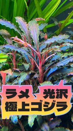 ファッション 通販 m34204644761_1.jpg?1736938663 水草