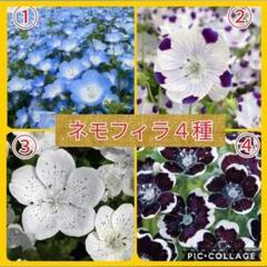 【種】ネモフィラ4種*色々楽しみたい方へ♪ご希望の方に気持ち増量してます♡