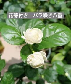 ②花芽付き⭐︎バラ咲き⭐︎ピカケ アラビアンジャスミン苗