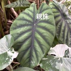 2025年最新】品種名：アロカシア その他観葉植物の人気アイテム