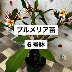現品】プルメリア苗《ピンクジャック》6号鉢 - メルカリ
