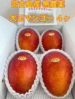 宮古島産 大玉マンゴー ４ヶ 特4《数量限定》宮古島産 特大マンゴー 4玉 間も無く収穫終了