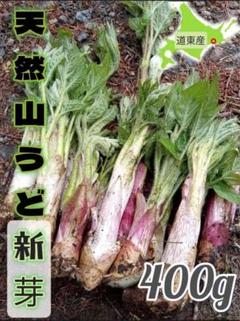 まろ様、専用出品【激安】北海道・道南産【天然物】山ウド10キロ 61wVdiRfIXL._UF350,350_QL50_.jpg