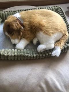 おもちゃ リアル 動く 犬の中古 未使用品を探そう メルカリ おもちゃ リアル 動く 犬の中古 未使用品を探そう メルカリ