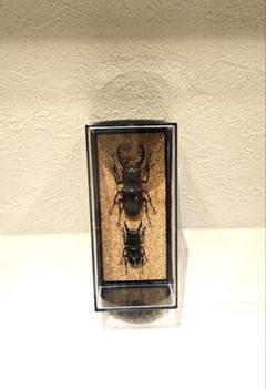 ミクラミヤマクワガタ御蔵島•黄紋•赤褐色•通常コンプリート