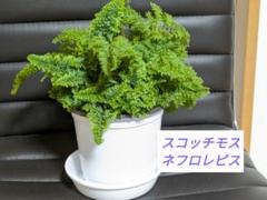 P4LLY ネフロレピス 4点おまとめ メルカリ匿名便配送 匿名配送】タンクトップ M 平成ギャル - メルカリ