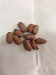 落花生の種 10粒