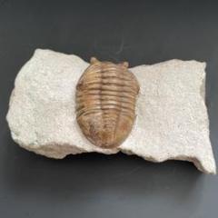 ロシア産】三葉虫化石 標本 全体のサイズ約11.5cm - メルカリ