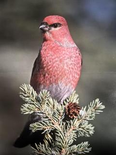 週刊　野鳥の世界　全121号セット【専用バインダー付き】 2025年最新】週刊 野鳥の世界の人気アイテム - メルカリ