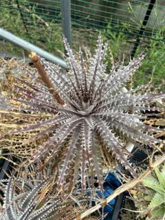 ブロメリア・エアープランツ Dyckia Neo Dyckia Neo ブロメリア・エアープランツ