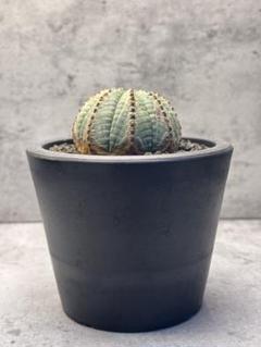 オベサ】春から塊根 良型 木質化 （我が家の塊根植物