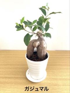 専用❤️同梱-150円メルカリ便発送透明鉢 中120個 ガジュマル⑥ 約31㎝ らくらくメルカリ便 ※白プラ鉢と土付き発送