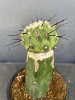 COPIAPOA MUDBALL コピアポア　フィギュア　まとめ売り 2025年最新】Copiapoa フィギュアの人気アイテム - メルカリ