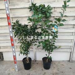 【37】せとか 新3年生 苗木 登録品種 21cm7号ポリポット入り せとか 新3年生 苗木 登録品種 21cm7号ポリポット入り - メルカリ