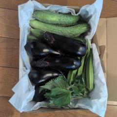 新鮮な野菜セット（きゅうり、ナス、人参 韓国かぼちゃ） 夏野菜セット 70サイズ｜Yahoo!フリマ（旧PayPayフリマ）