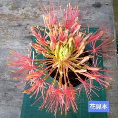 マユハケオモト　赤花　2株入り 鉢ごと発送 マユハケオモト 赤花 2株入り 鉢ごと発送 - メルカリ